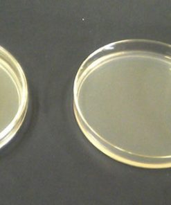 Agar na petriho miskách pro kultivaci podhoubí