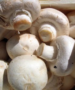 Agaricus bisporus var. albidus (žampion bílý)