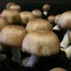 Agaricus blazei Murill (Brazilský žampion)