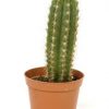 Growkit kaktus Peruvian Torch