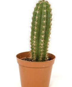 Growkit kaktus Peruvian Torch