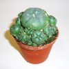 Growkit kaktus Peyote