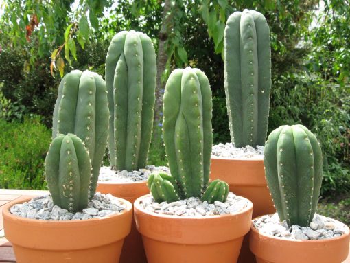Growkit kaktus San Pedro