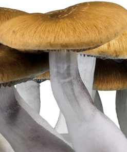 Growkit p.Cubensis Golden Teacher