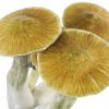 Growkit p. Cubensis CAmbodia