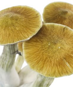 Growkit p. Cubensis CAmbodia