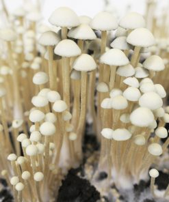 Panaeolus Tropicalis (sporeprint)