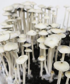 Panaeolus cyanescens "Huasteca" (sporeprint)