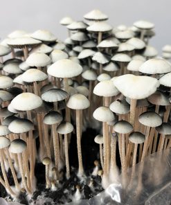 Panaeolus cyanescens "MIB" (sporeprint)