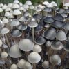 Panaeolus Cambodginiensis