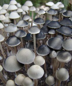 Panaeolus Cambodginiensis