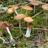 cyanescens ballard