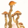 Psilocybe cubensis Tasmania